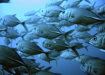 School of big eyed jack tuna